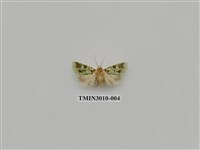 藏品(夜蛾619)的圖片